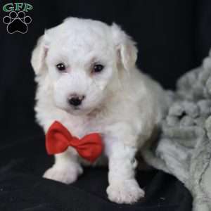 Bobby, Bichon Frise Puppy